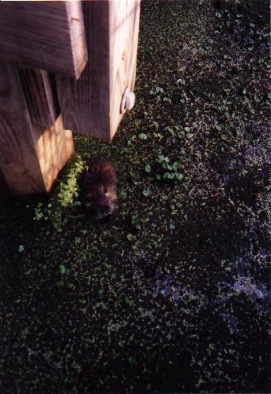 Outer Banks Picture #5