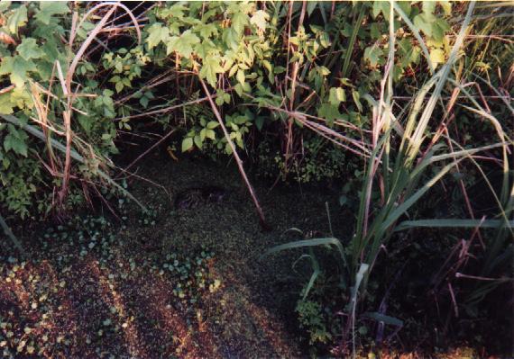 Outer Banks Picture #6
